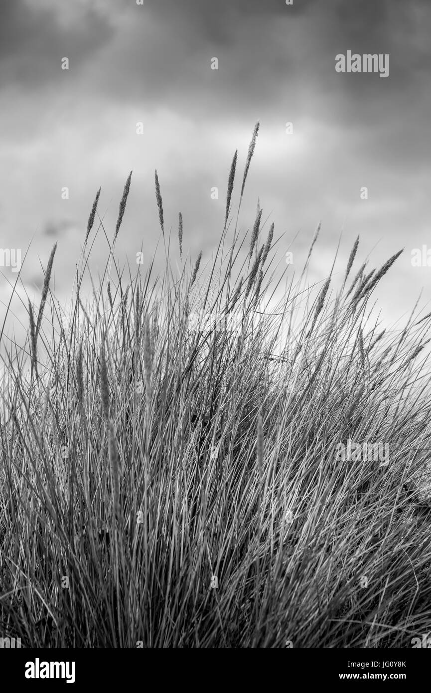 L'herbe dans les dunes de sable avec un ciel nuageux, Moody. Banque D'Images