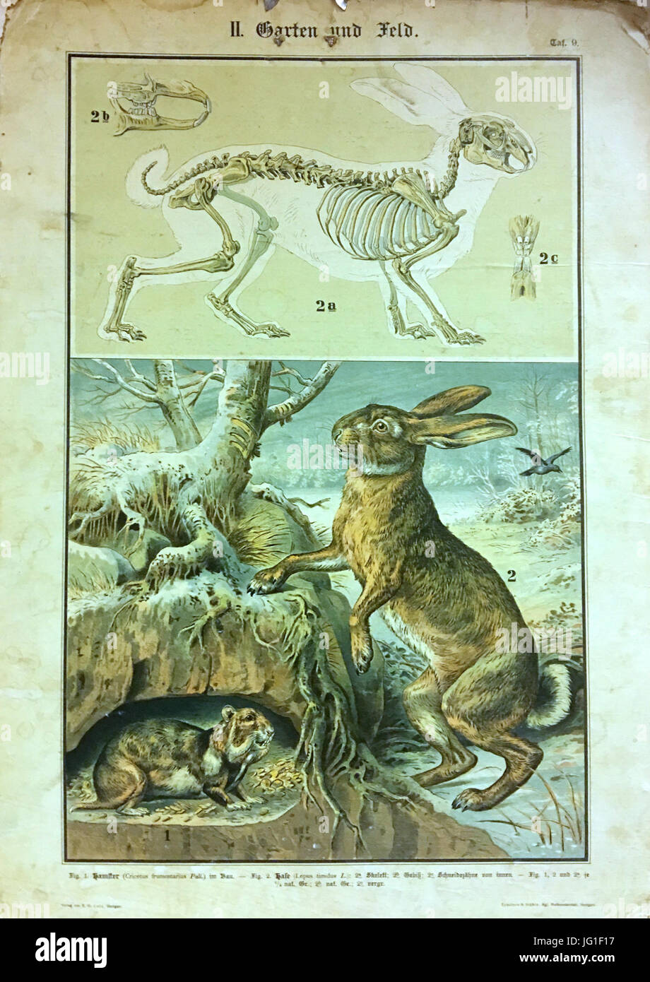Cette affiche du XIXe siècle de la série *Garten und Feld*, produite par Eckstein & Stöhle, représente les squelettes d’un hamster (*Cricetus frumentarius*) et d’un lièvre (*Lepus timidius*). Il fait partie d'une série éducative axée sur l'anatomie animale. Banque D'Images
