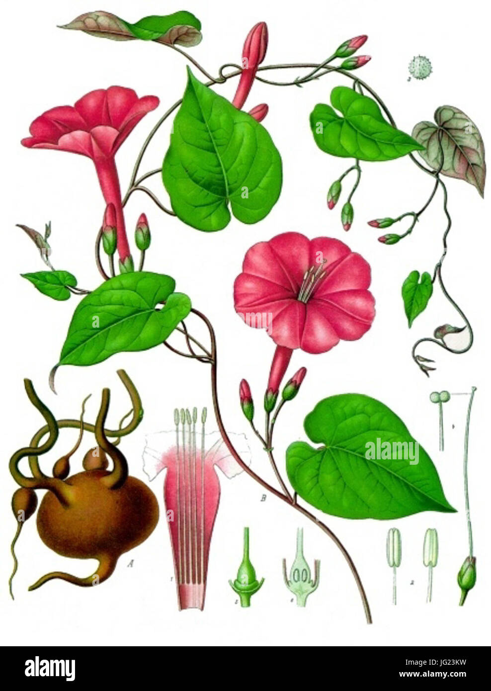 L'Ipomoea purga - Köhler-s Medizinal-Pflanzen-077 Banque D'Images