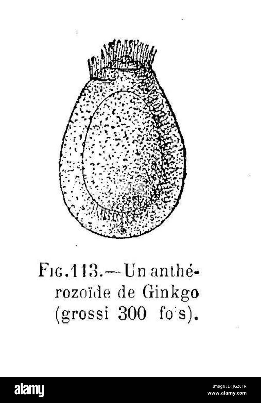Le Ginkgo - anthérozoïde Banque D'Images