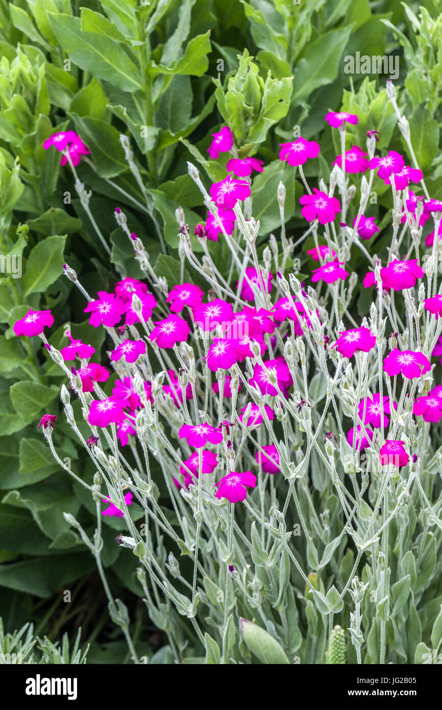 Lychnis coronaria jardin d'été Campion rose pourpre Banque D'Images