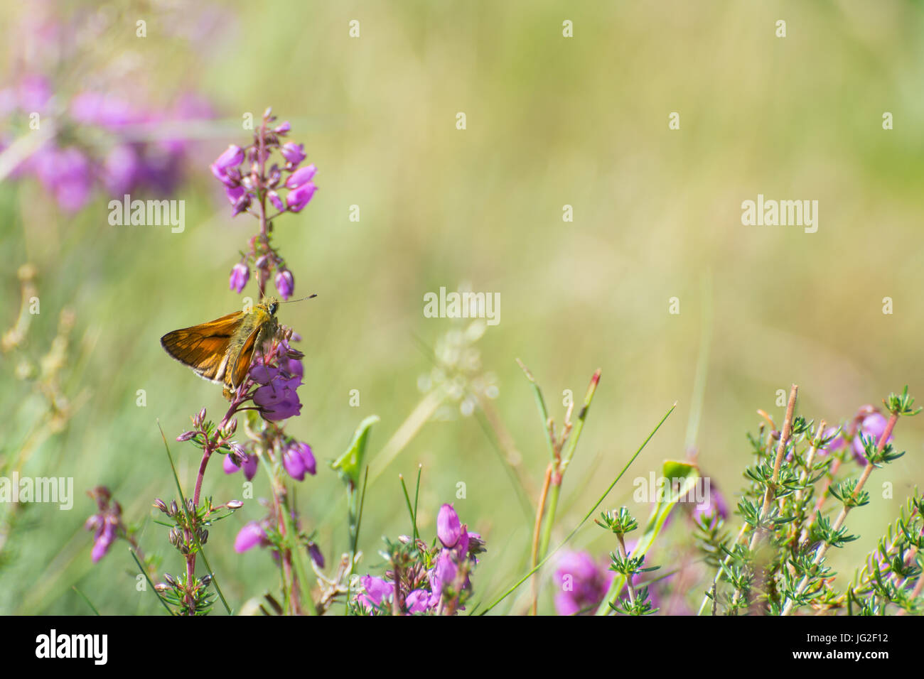 Grand skipper butterfly (Ochlodes sylvanus) sur bell Heather fleurs dans Hampshire landes, UK Banque D'Images