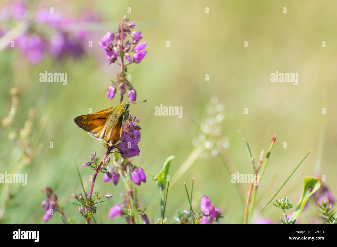 Grand skipper butterfly (Ochlodes sylvanus) sur bell Heather fleurs dans Hampshire landes, UK Banque D'Images