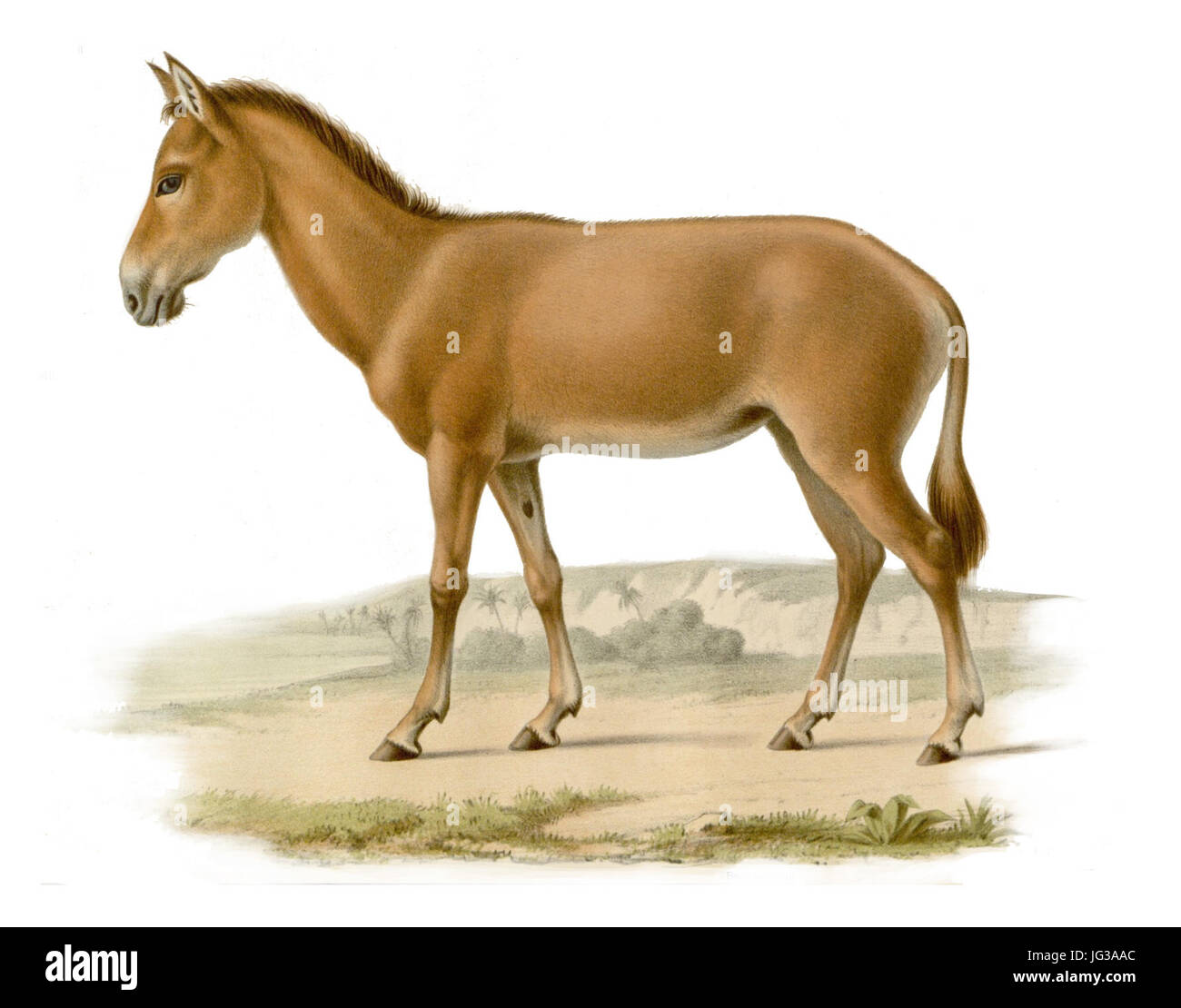 Hémippe Banque D'Images