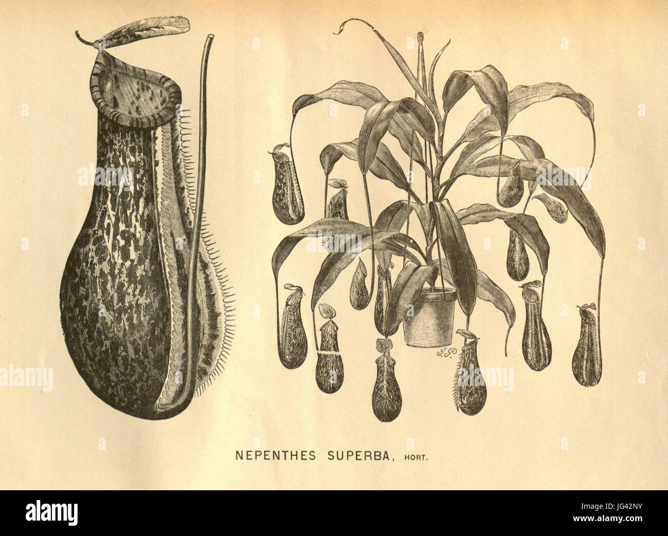 Népenthes superba - L Illustration horticole (1871) Banque D'Images