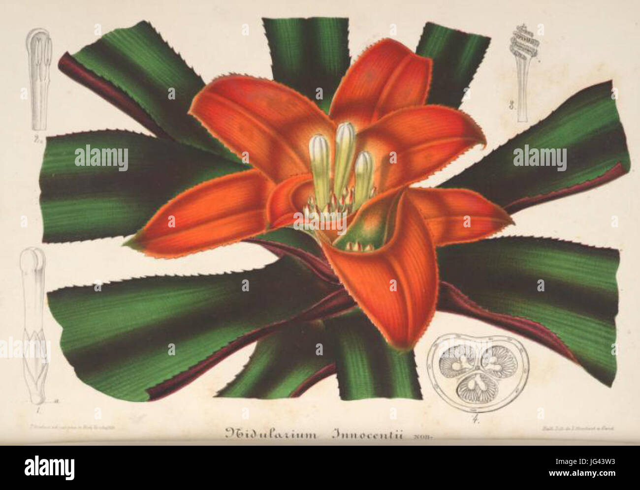 Nidularium innocentii-Illustration horticole 9-329 281869 Banque D'Images