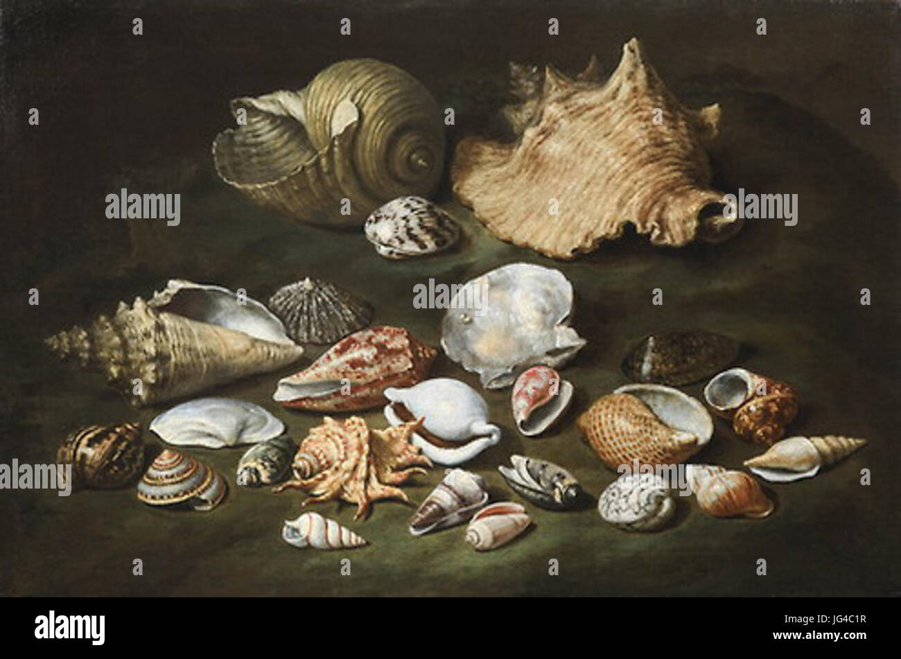 Paolo Porpora 281617-ca.167329 - Nature morte avec des coquilles huile sur toile 445 x 67 cm Banque D'Images