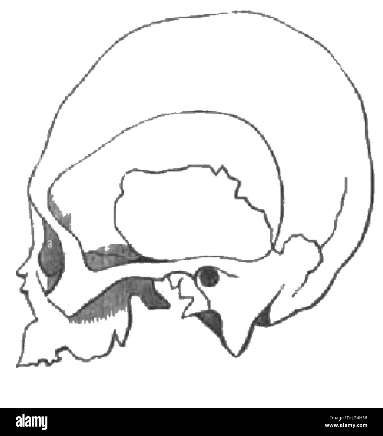 Retzius 189 Phrénologien Banque D'Images