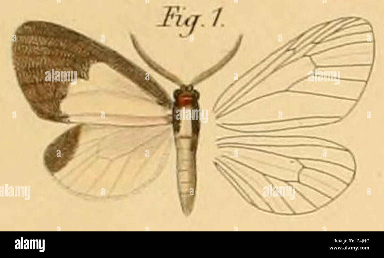 Pl.2-01-Hylemera DTerina3doleris doleris 28Plá3B6tz2á 188029 Banque D'Images