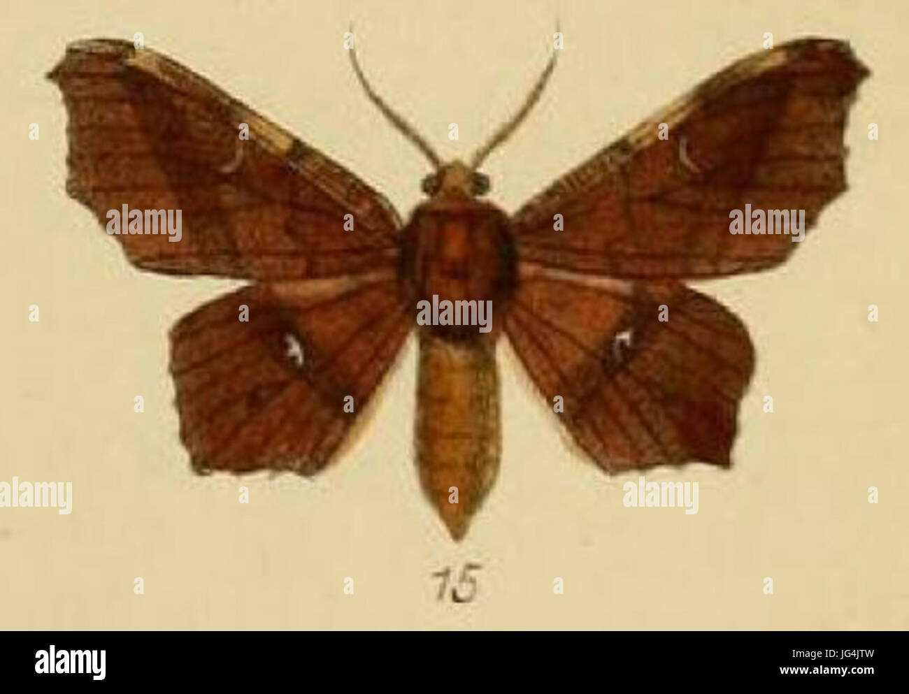 Pl.3-15-Focilla DHyalornis3docta docta 28Schaus 26 Clements 189329 Banque D'Images