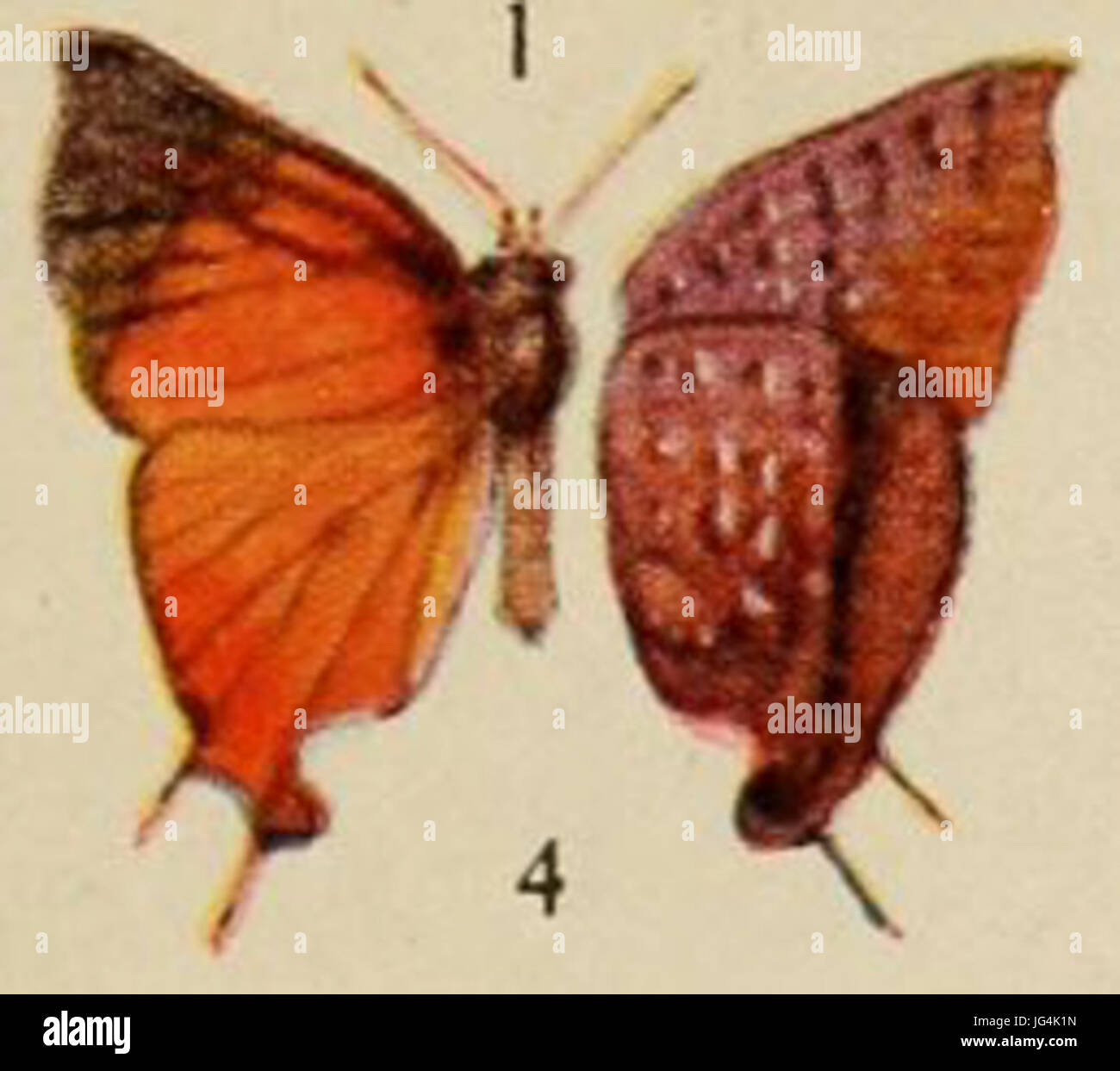 Pl.12-04-Lipaphnaeus aderna 28Plötz 188029 Banque D'Images Pl.12-04-Lipaphnaeus aderna 28Plötz 188029 Banque D'Images