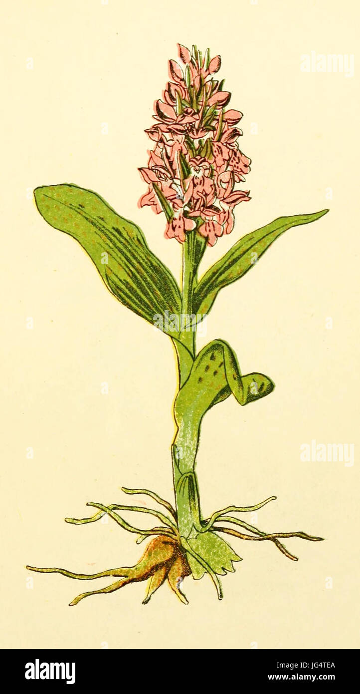 Breedbladige Plantenschat1898 65 orchis. Orchis latifolia Banque D'Images