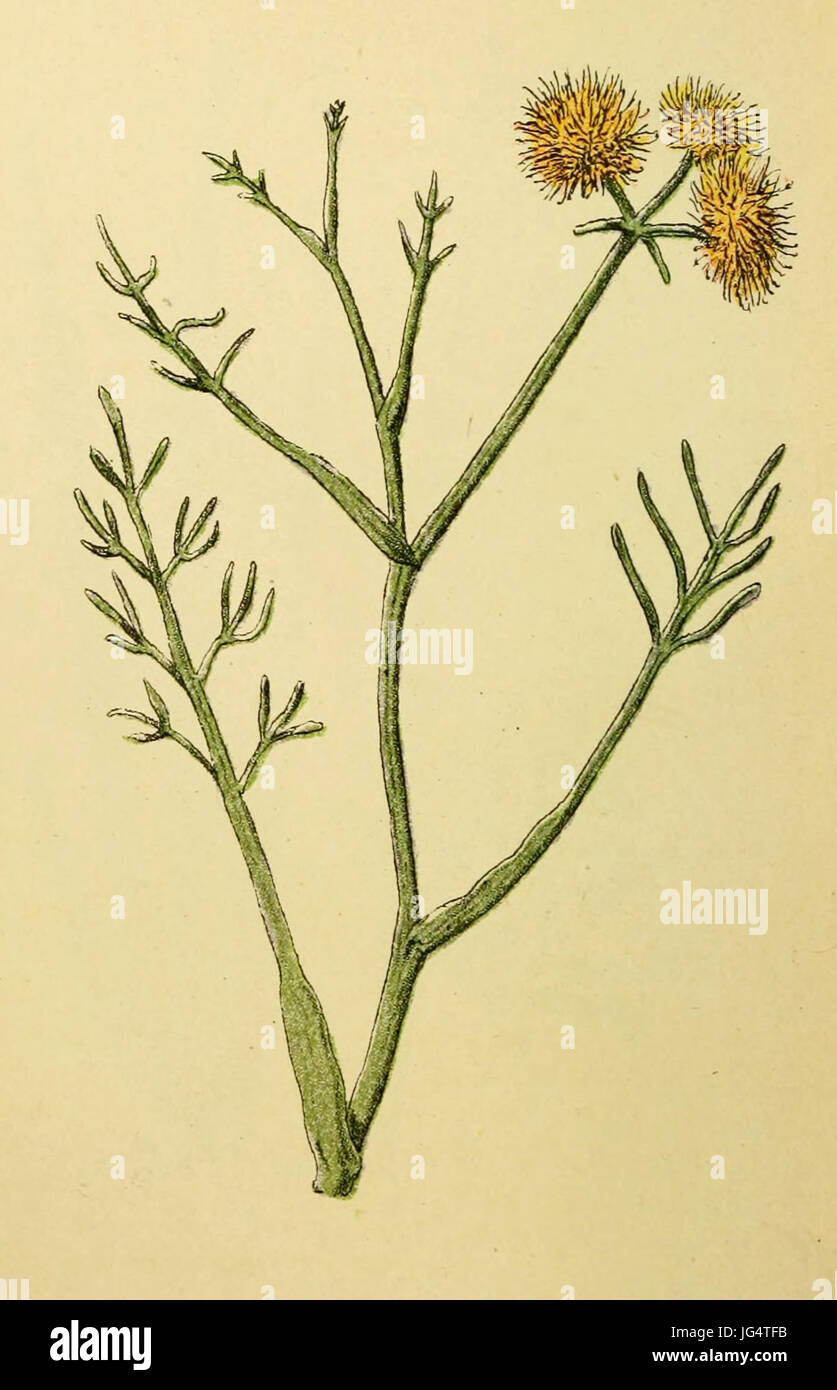 Plantenschat1898 11854 torkruid-PP. Oenanthe fistulosa Banque D'Images