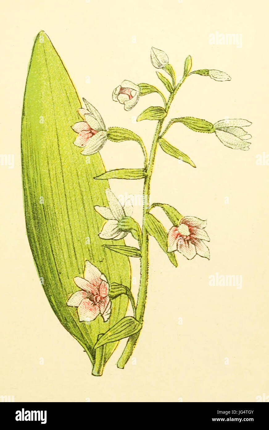 Breedbladige Plantenschat1898 18587 epipactis. Epipactis latifolia Banque D'Images