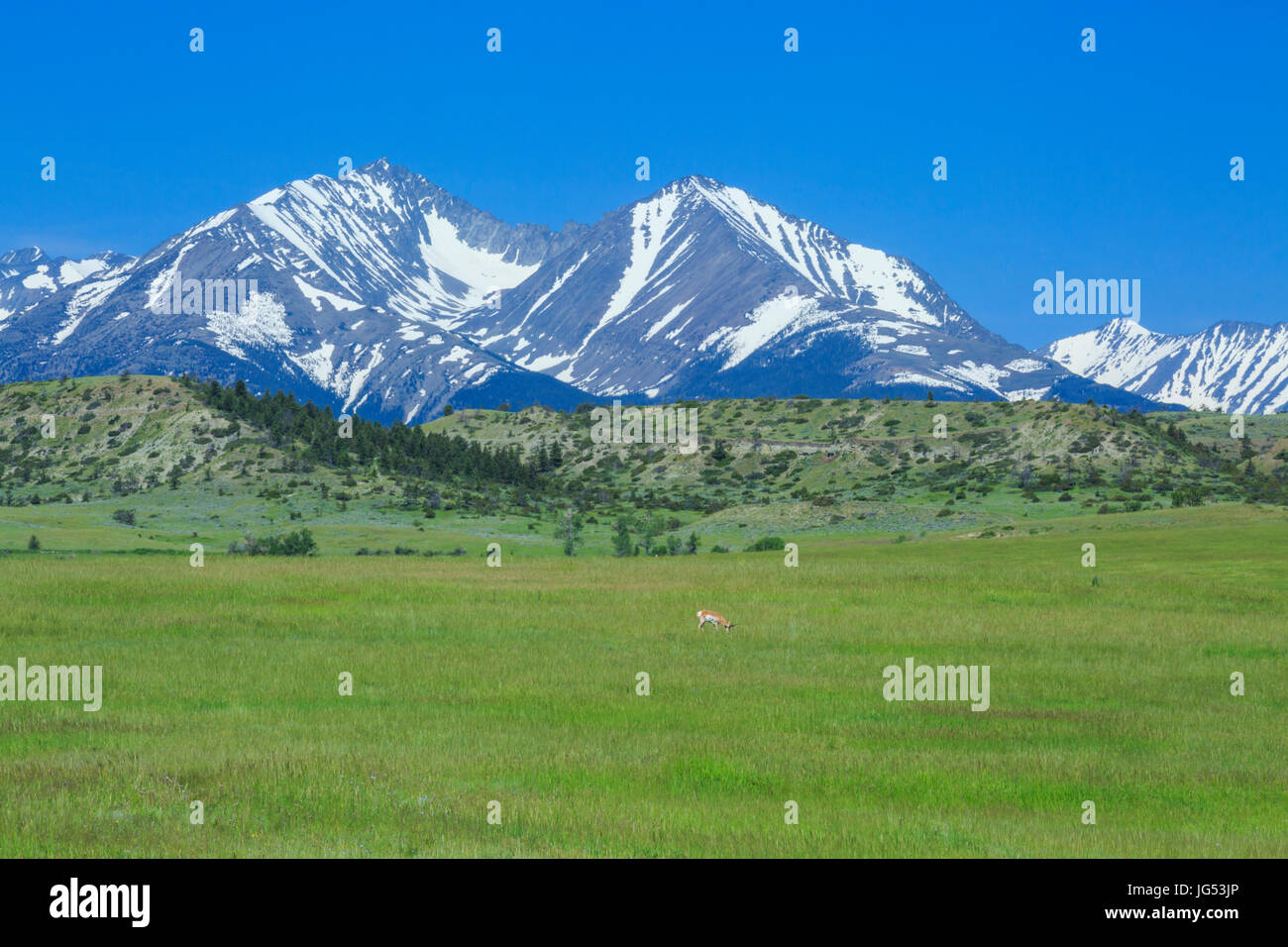 antilope sur la prairie en dessous des montagnes folles près de gros bois, montana Banque D'Images