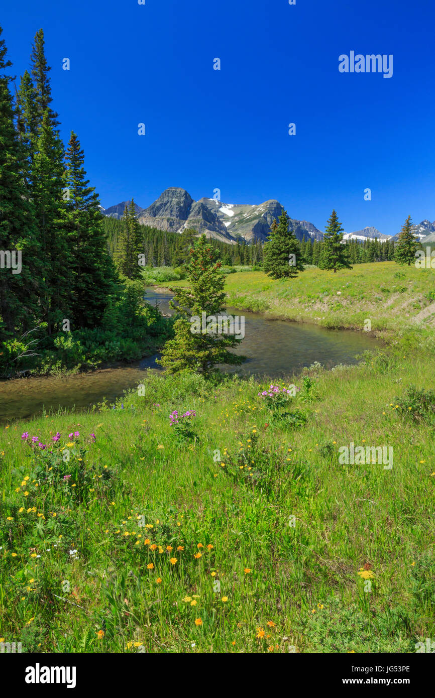 Les fleurs sauvages le long du ruisseau cut bank pics ci-dessous de Glacier National Park près de kiowa, Montana Banque D'Images