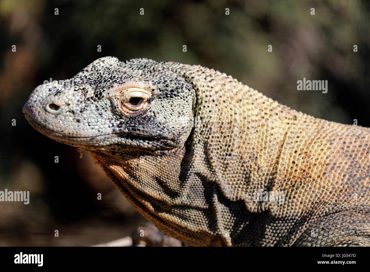 Dragon de Komodo dans Attica Zoological Park, Grèce Banque D'Images