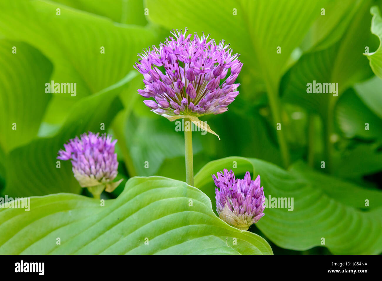 Close up de trois fleurs d'Allium violet au milieu du feuillage vert Banque D'Images