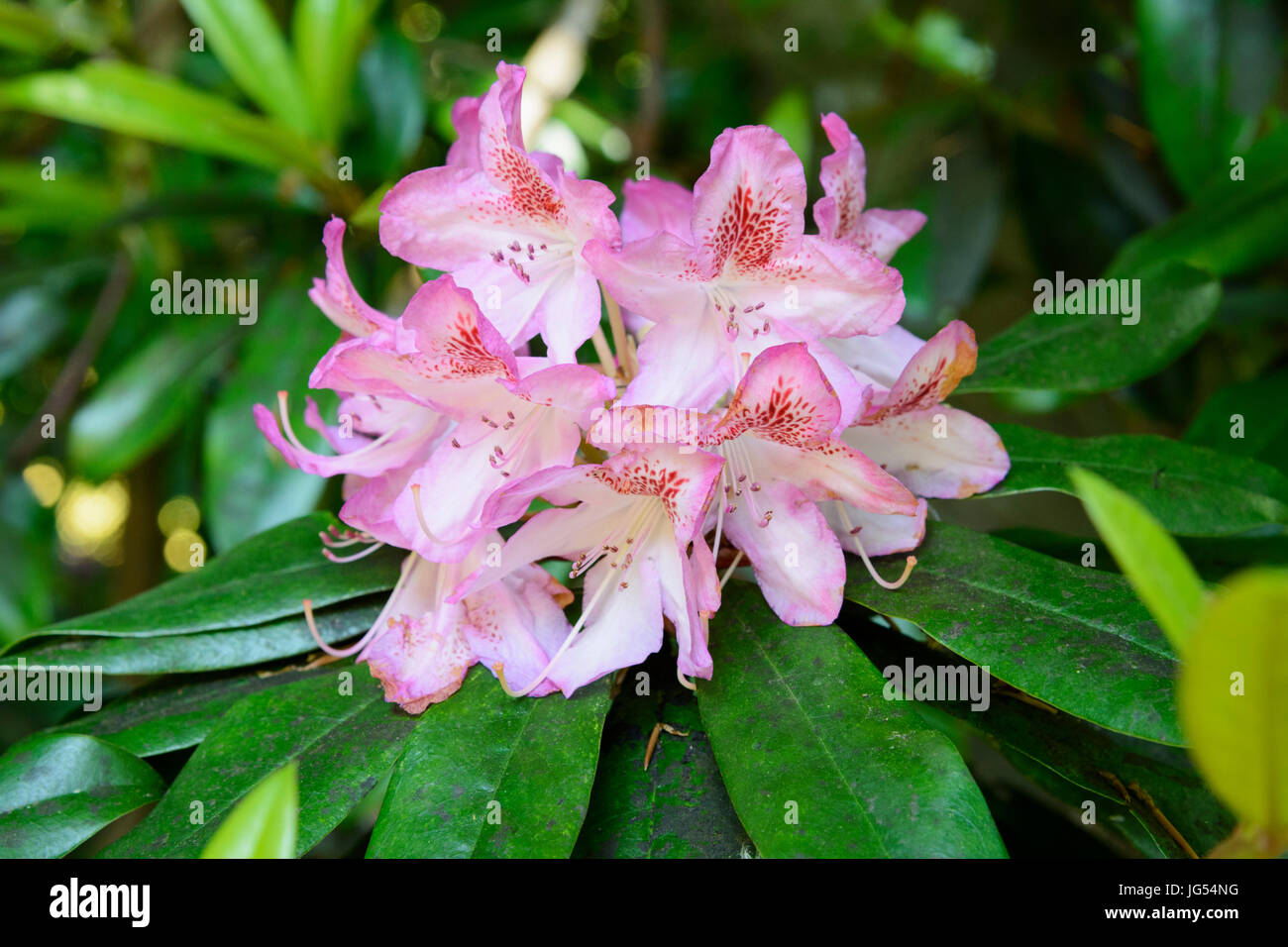 Gros plan d'une fleur Rhododendron rose Banque D'Images
