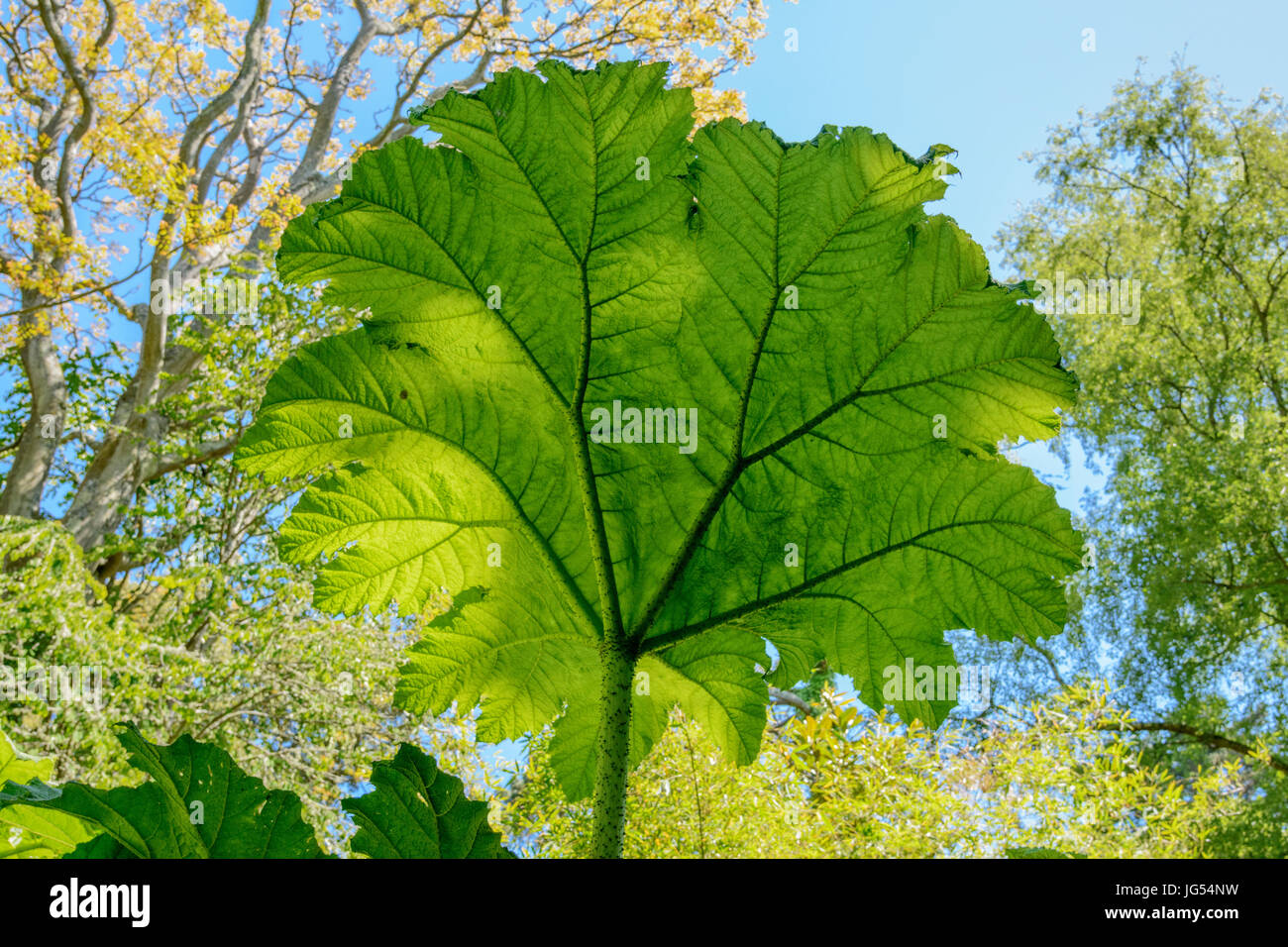 La rhubarbe géante Gunnera manicata (feuilles). Aussi connu comme la rhubarbe, rhubarbe brésilien chilien de dinosaures, de l'alimentation et le Figuier de la rhubarbe. Famille : Gunneraceae Banque D'Images