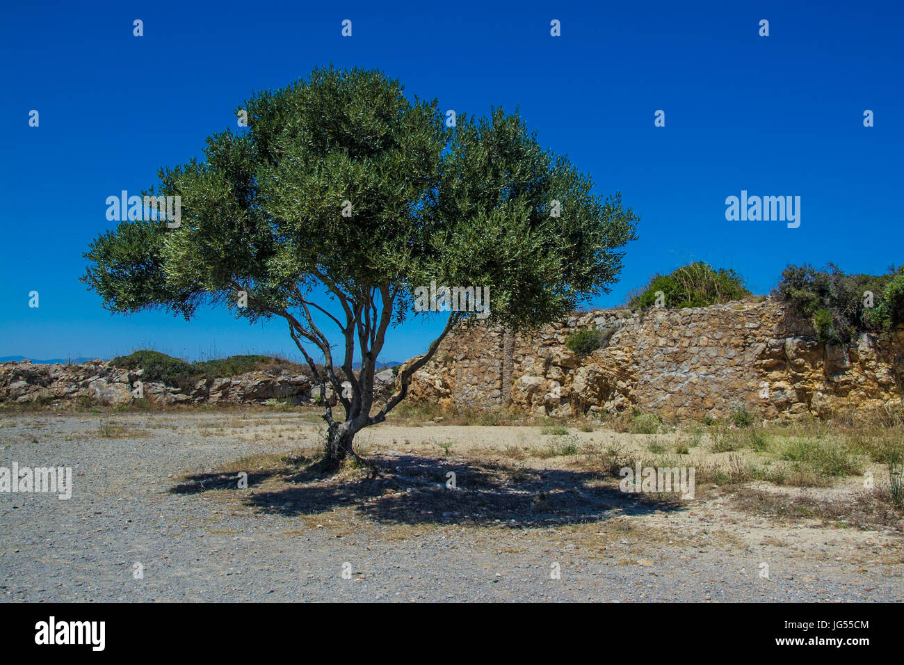 Arbre généalogique olive unique sur la costa brava Banque D'Images