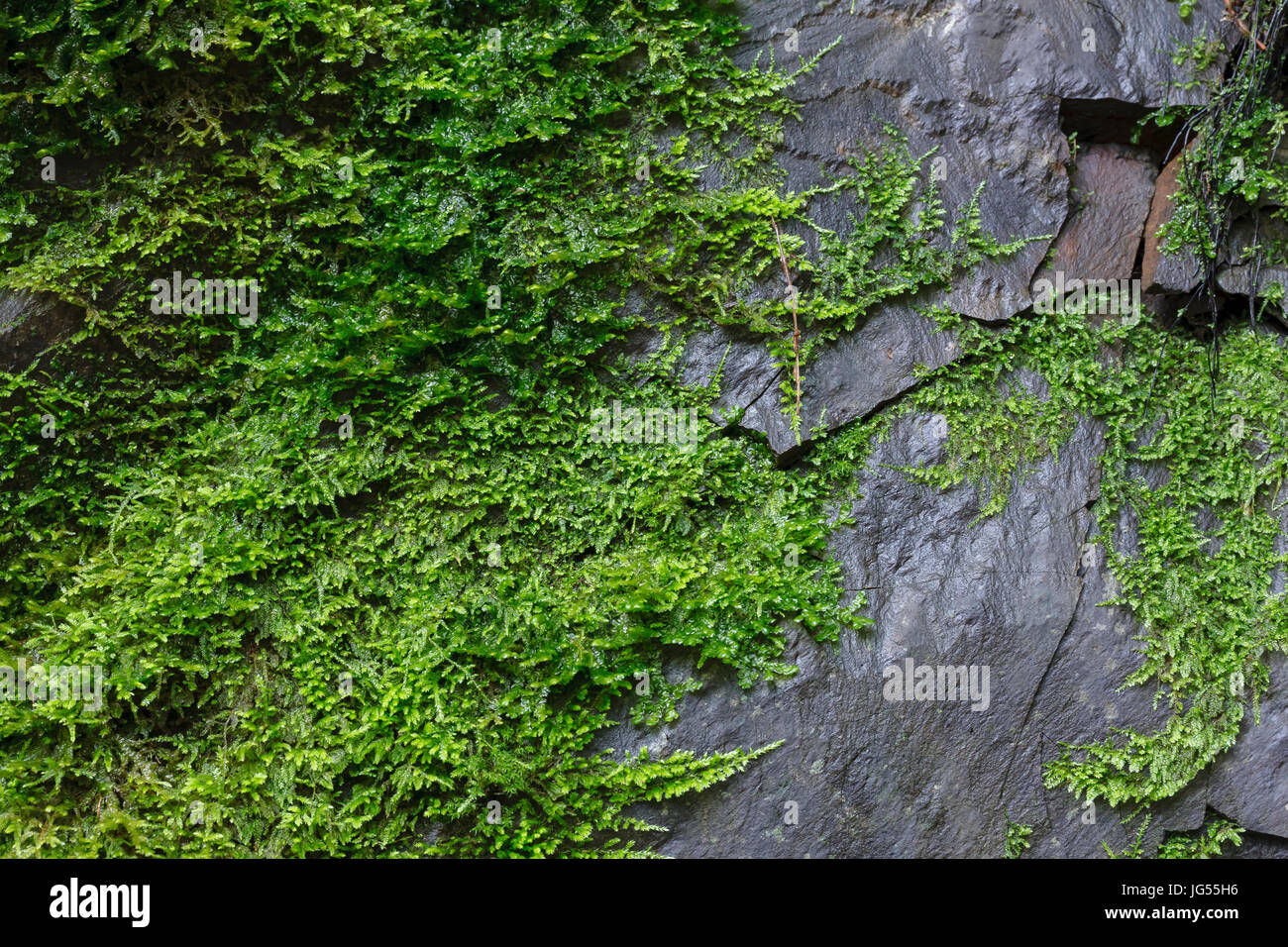 Une image de plus en plus de mousse sur un rocher près d'une cascade locale dans la montagne de Santa Cruz en Californie. Banque D'Images