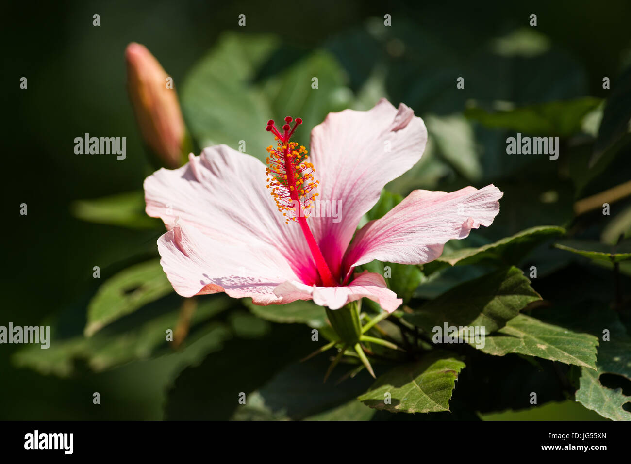 Fleur d'Hibiscus rose et blanc dans la lumière du soleil, au Kenya Banque D'Images