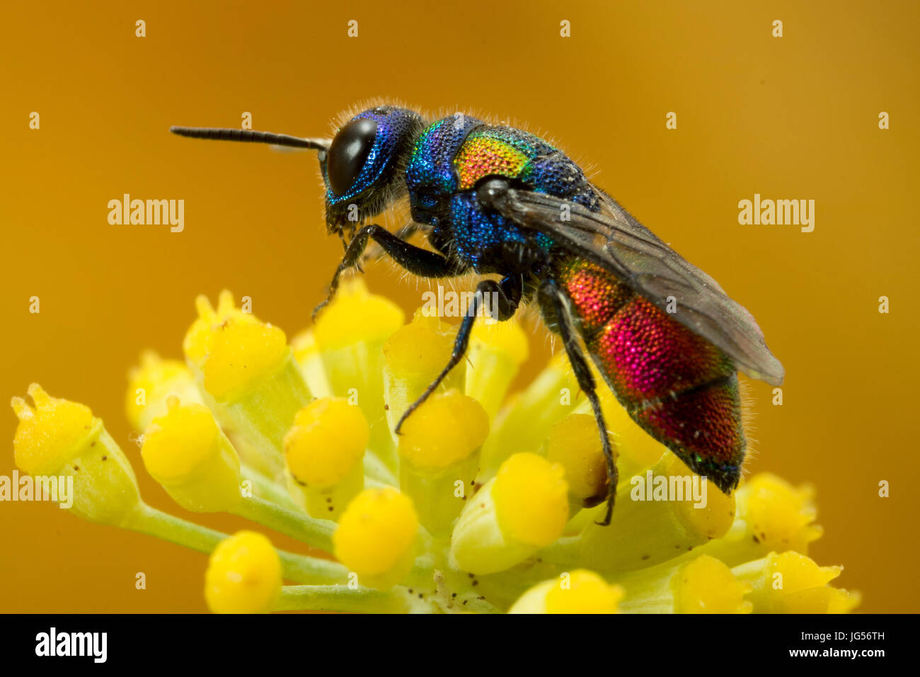 Cuckoo wasp : une guêpe parasite qui pond ses œufs dans le nid de guêpe, d'autres juste comme un coucou. Banque D'Images