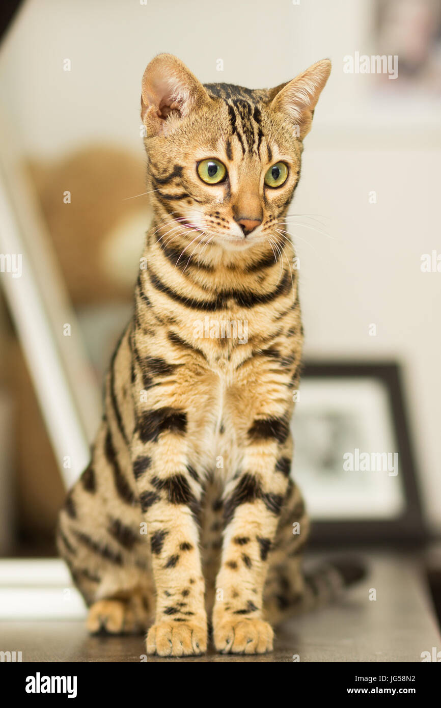 Race de chat Bengal à l'âge de 5 mois, assis sur la table de chevet Banque D'Images