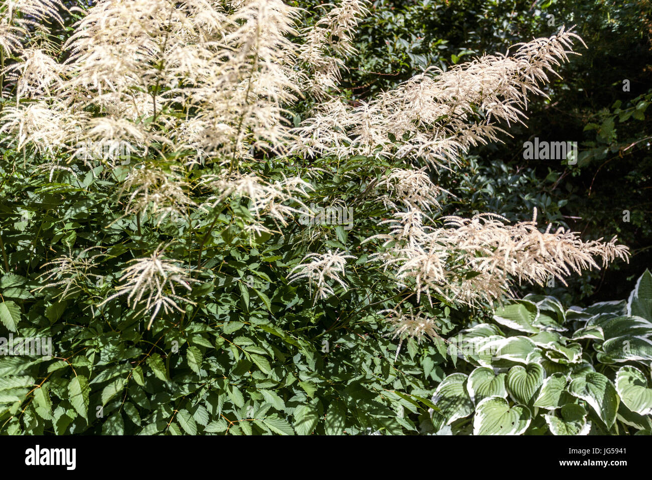 Les plumes de mariée Aruncus dioicus, plante Hosta à fleurs, plantes vivaces d'ombre de jardin Banque D'Images