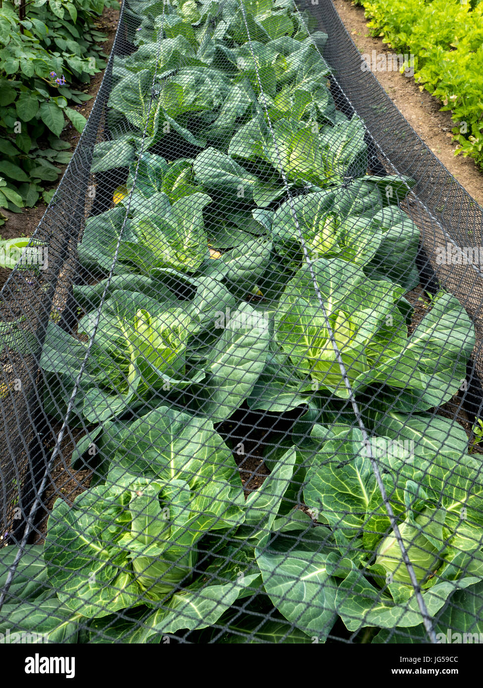 'Dutchman' chou chou protégé de volée et florissante sous enviromesh mesh-compensation dans un jardin potager Banque D'Images