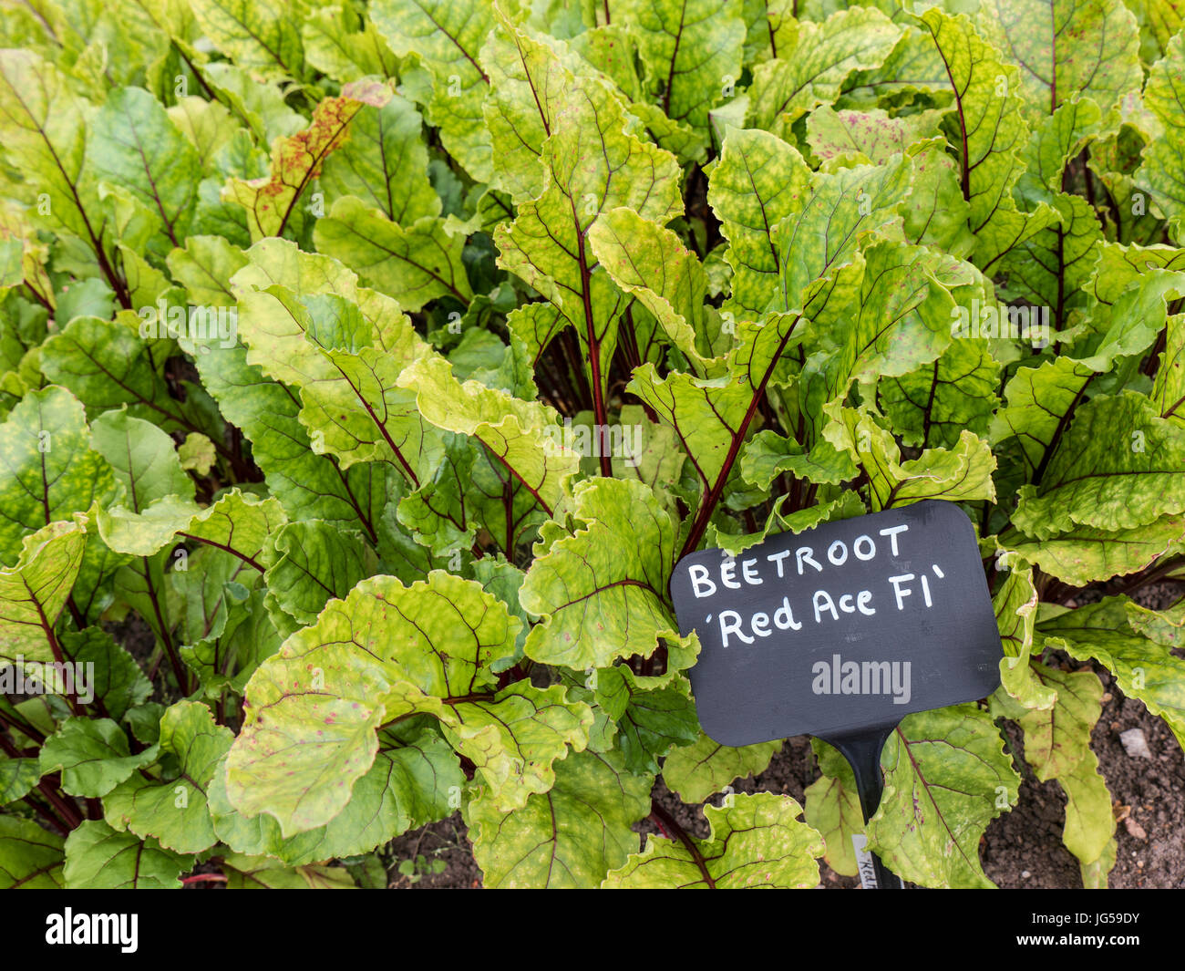 ACE ROUGE BETTERAVE Beta vulgaris 'Red Ace' F1 très forte producteur fera bien dans la plupart des sites et des sols, et bon en saison sèche Banque D'Images