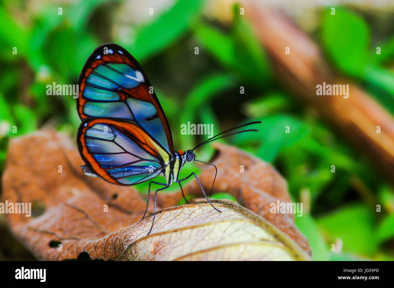 Ailes de papillon en verre Greta oto image prise au Panama Banque D'Images