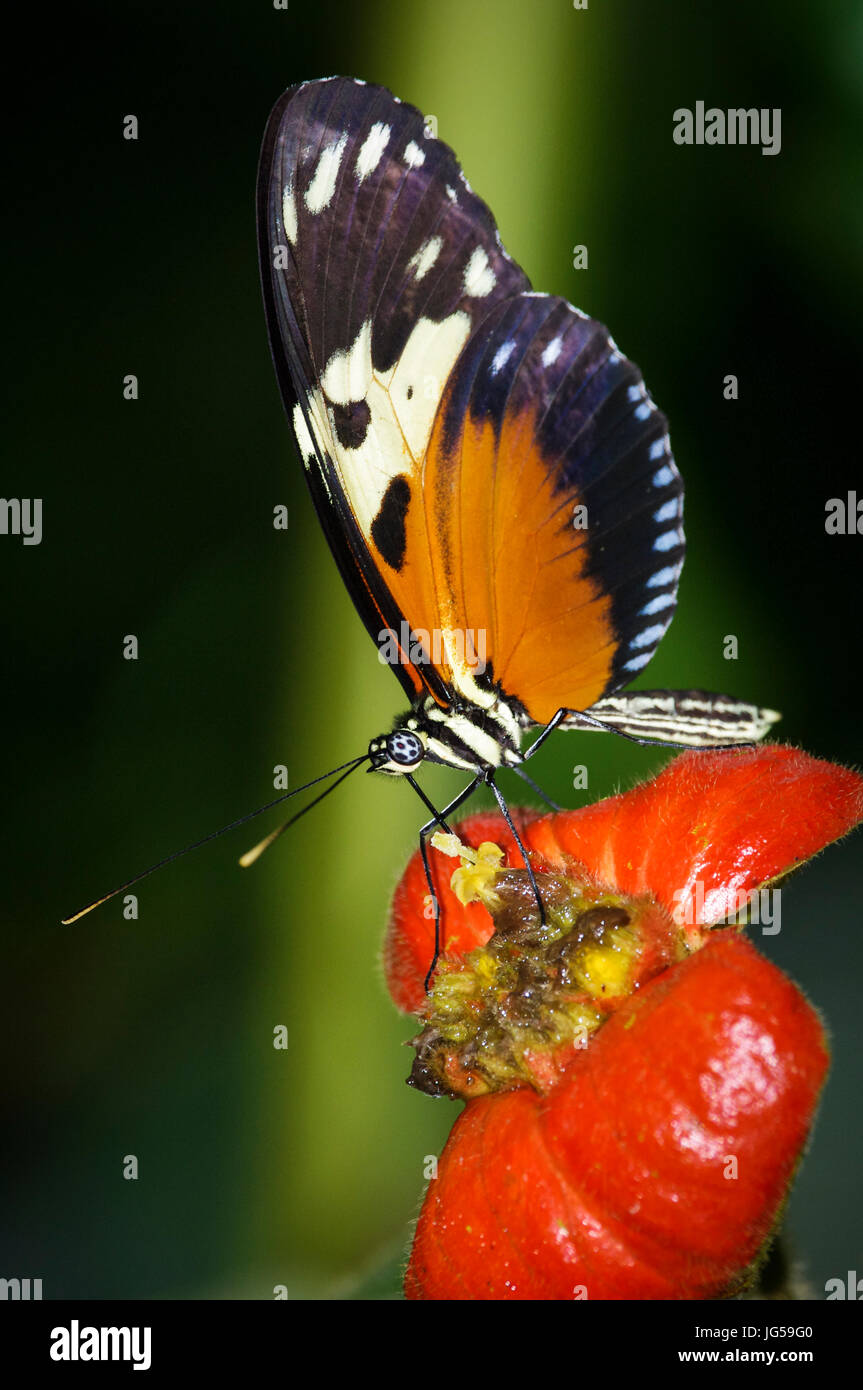 Heliconius butterfly image prise au Panama Banque D'Images