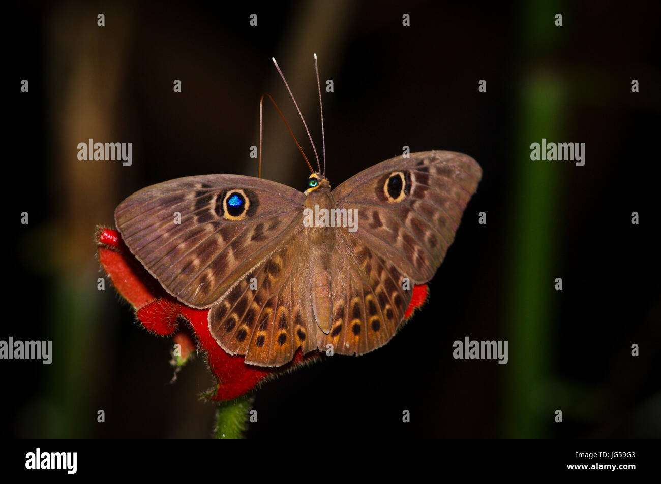 L'Eurybia papillons Butterfly image prise au Panama Banque D'Images