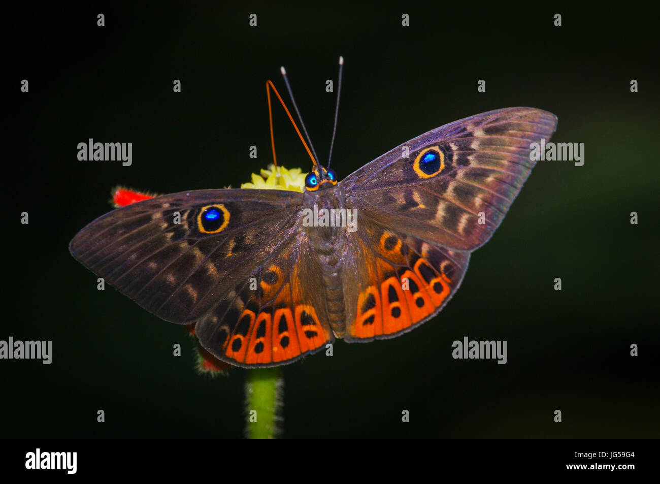 L'Eurybia papillons Butterfly image prise au Panama Banque D'Images