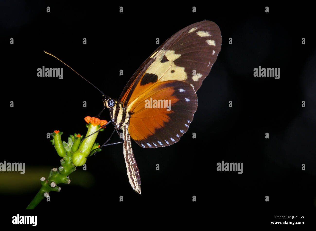 Heliconius butterfly image prise au Panama Banque D'Images