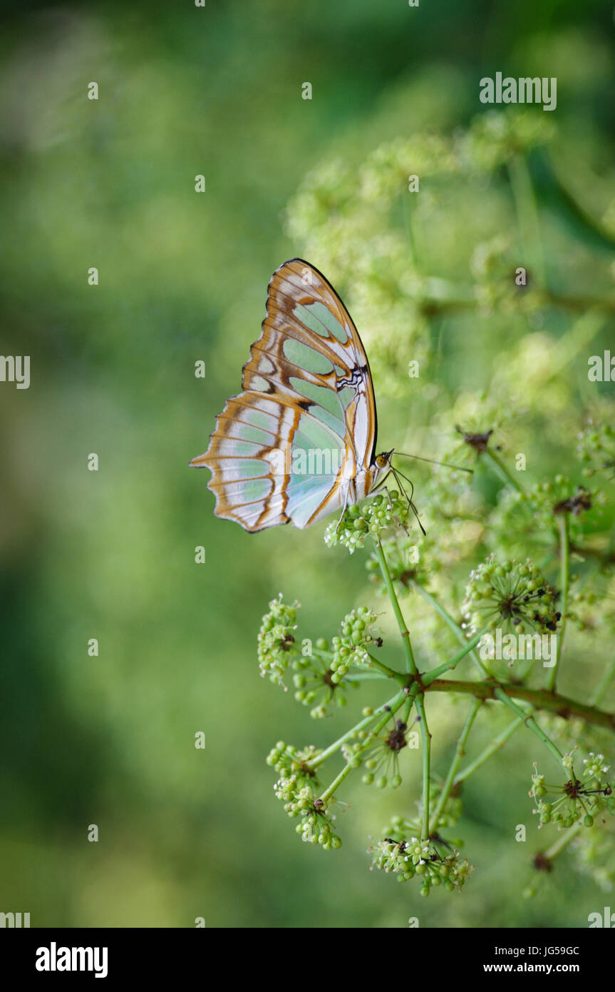 Avec des ailes de papillon Malachite fermé avec fond vert doux Banque D'Images