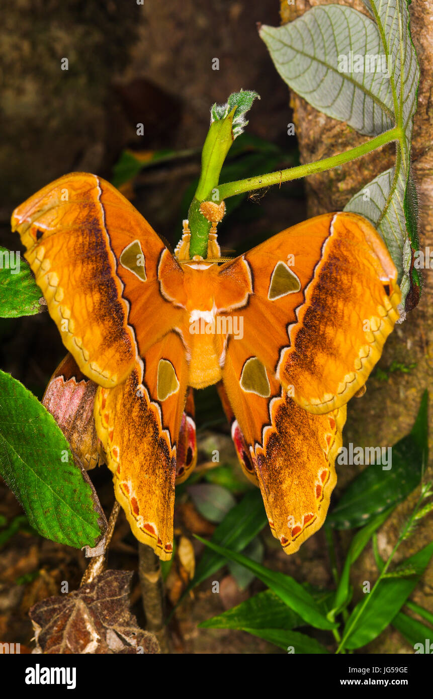 Orizaba Rothschildia les papillons image prise au Panama Banque D'Images