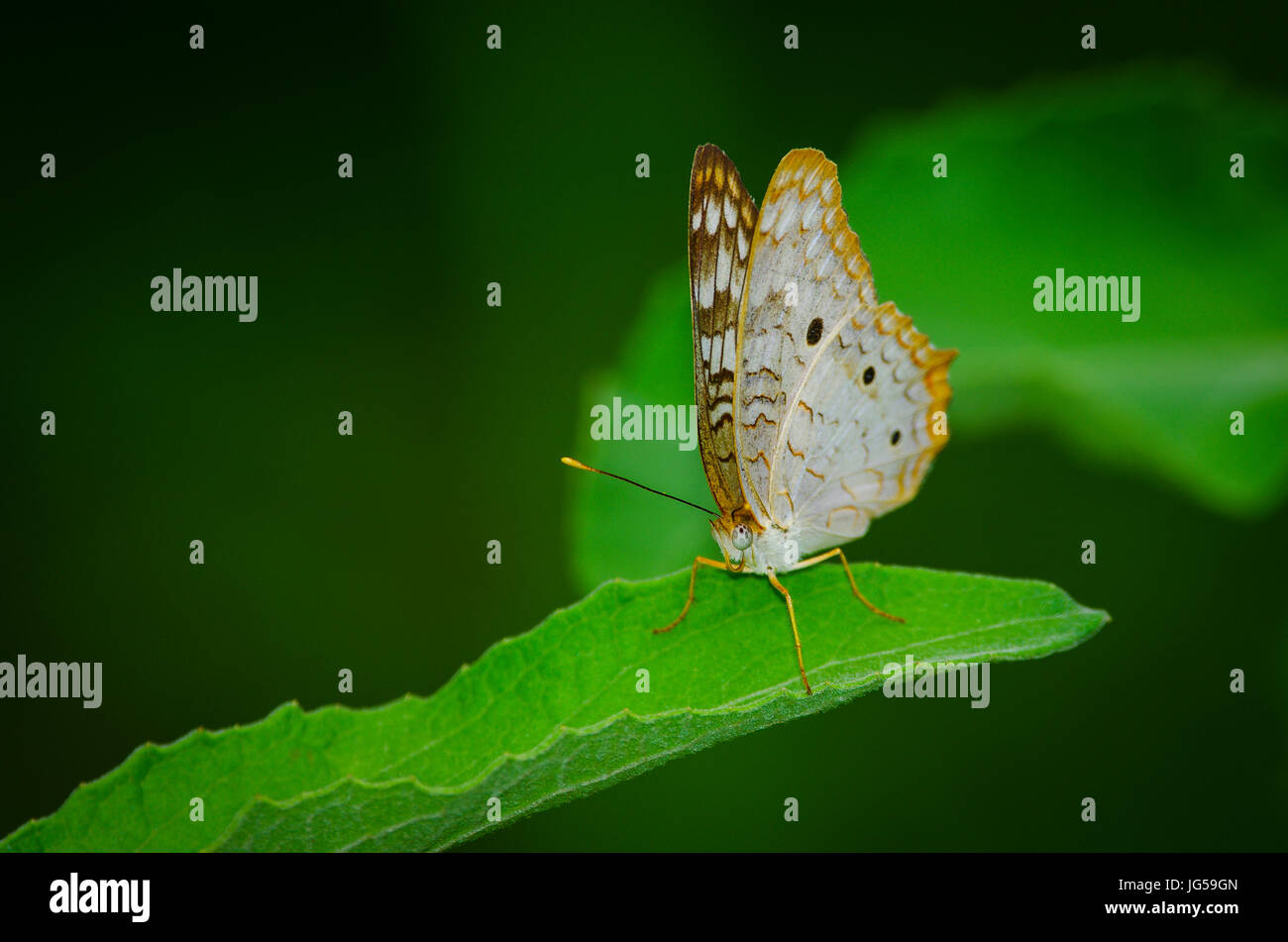 Papillon paon blanc image prise au Panama Banque D'Images