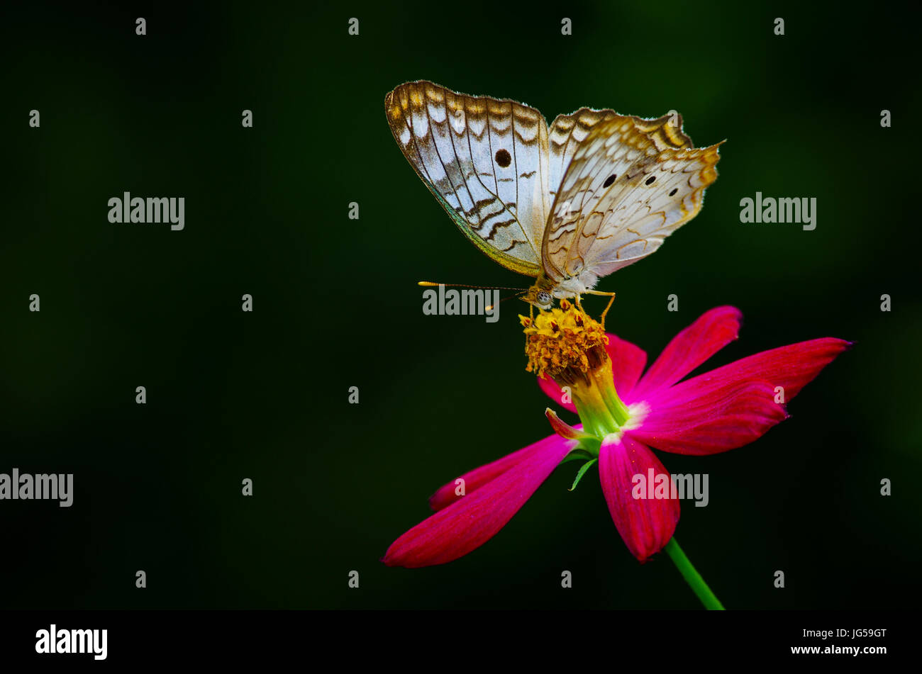 Papillon paon blanc image prise au Panama Banque D'Images