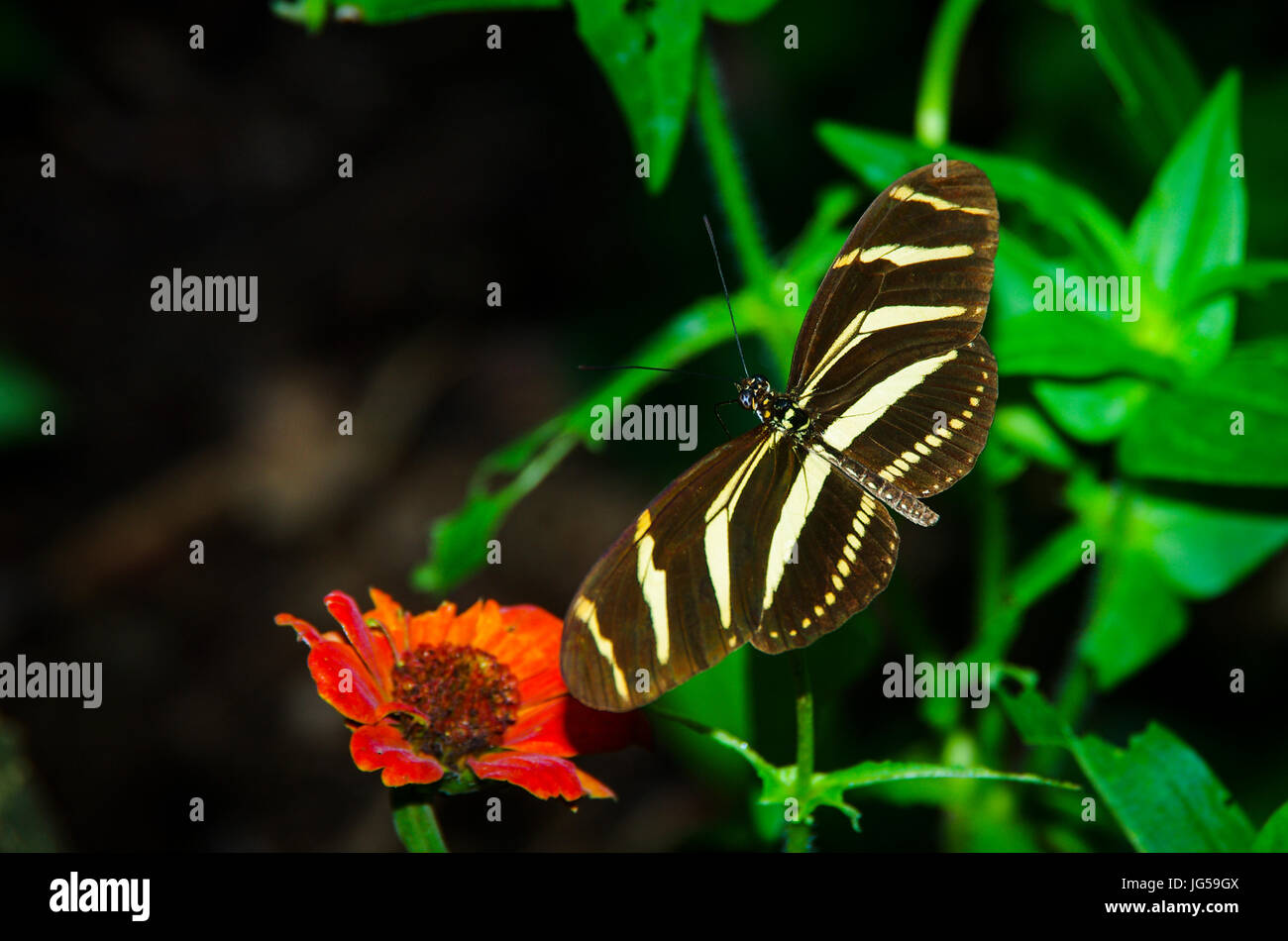 Zebra Longwing butterfly image prise au Panama Banque D'Images