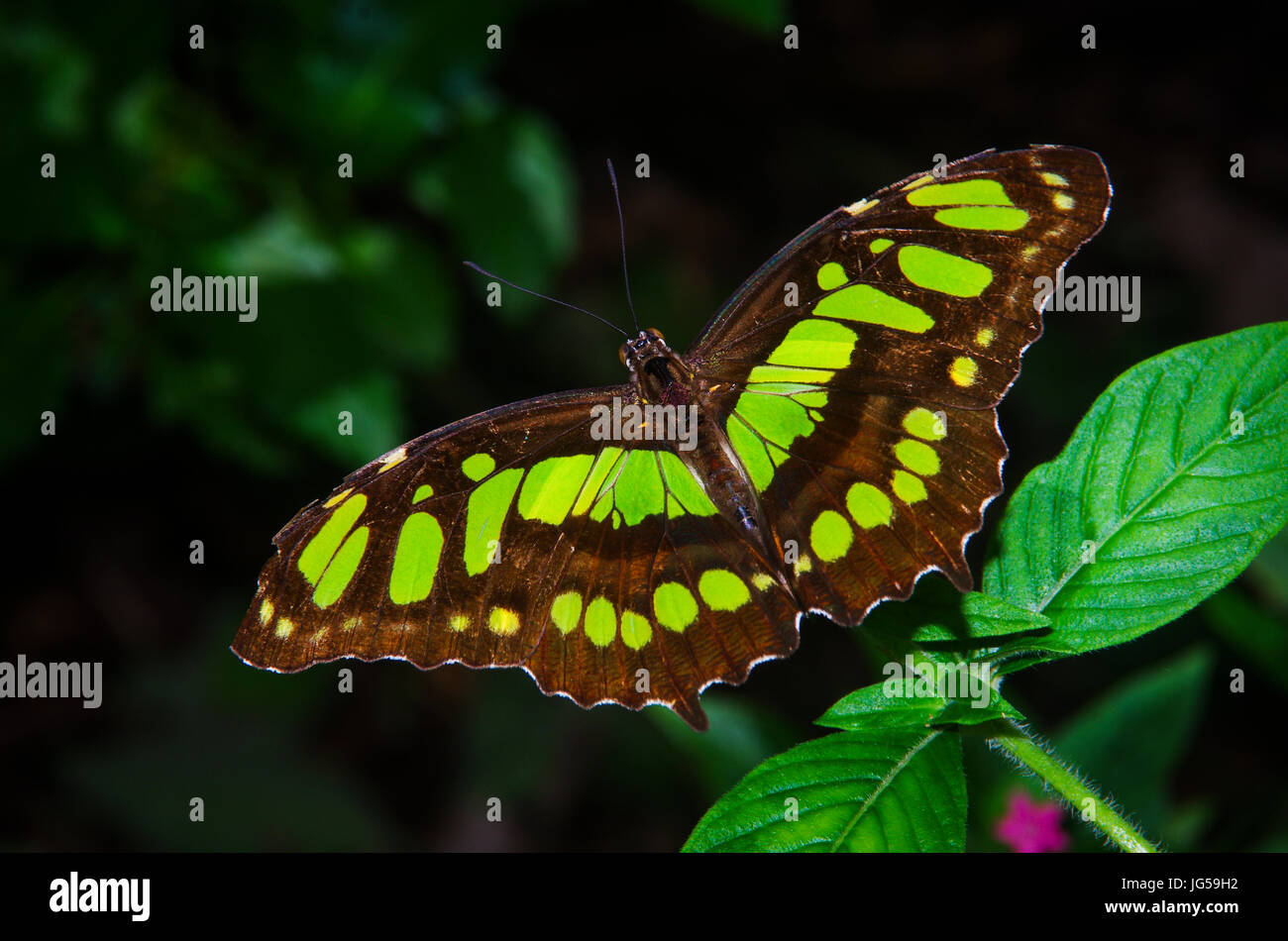 Papillon Malachite image prise au Panama Banque D'Images