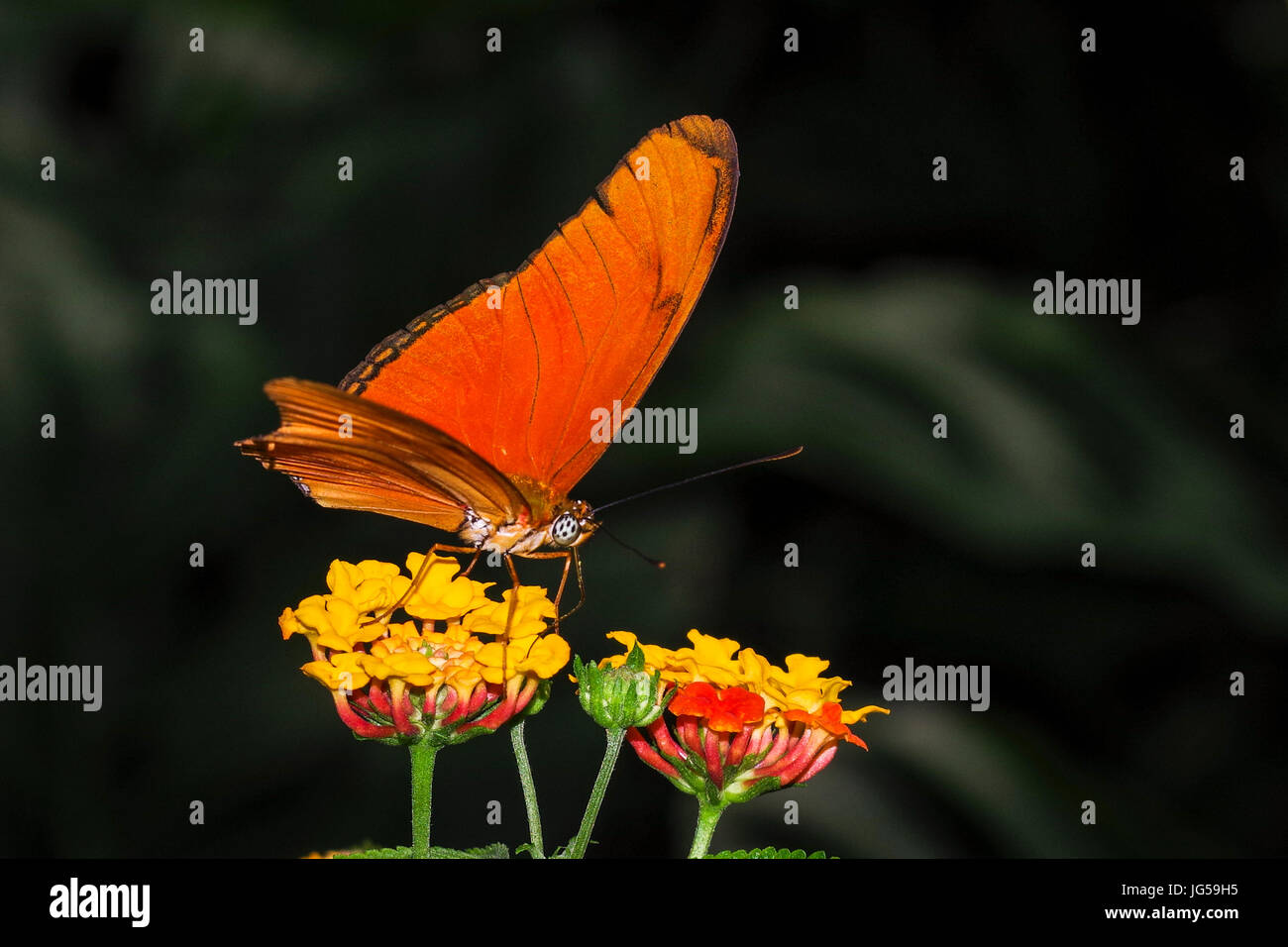 Le Dryas iulia - Orange Julia Butterfly on flower image prise au Panama Banque D'Images