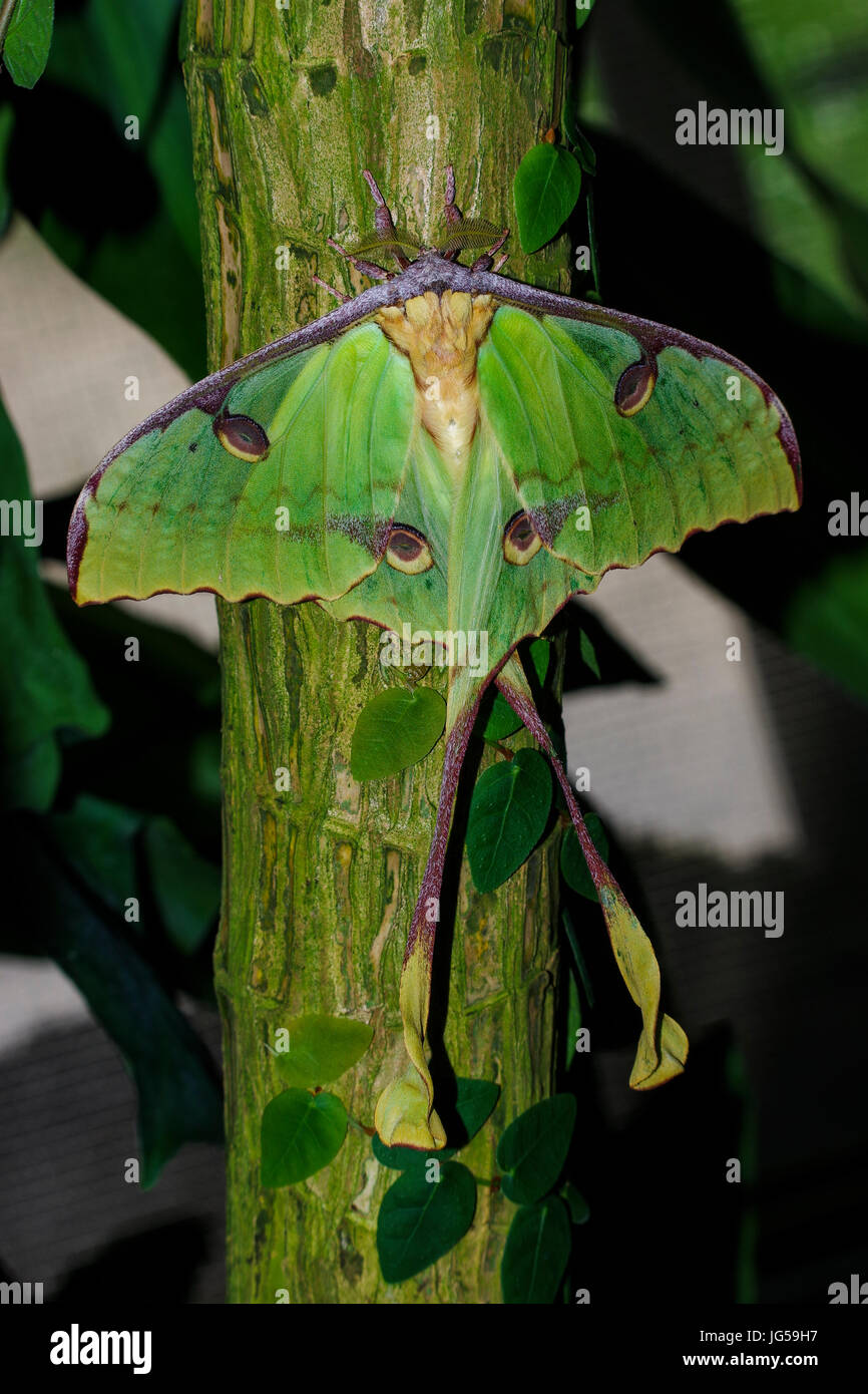 African moon moth butterfly libre Banque D'Images