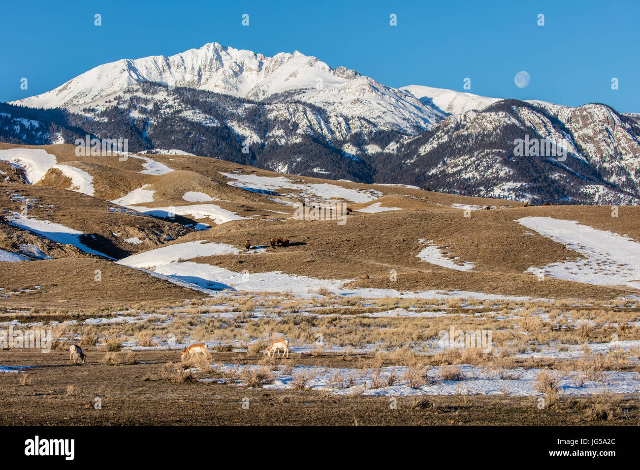 Bison américain paître dans un champ en face de la chaîne de montagnes à pic électrique le Parc National de Yellowstone Lamar Valley le 13 février 2017 près de Gardiner, Montana. (Photo par Jacob W. Frank par Planetpix) Banque D'Images