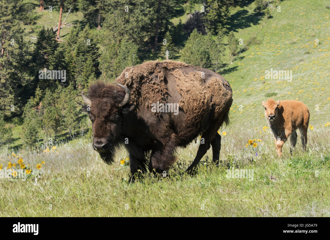 Le bison d'Amérique (Buffalo) Vache et son veau, printemps, Montana Banque D'Images