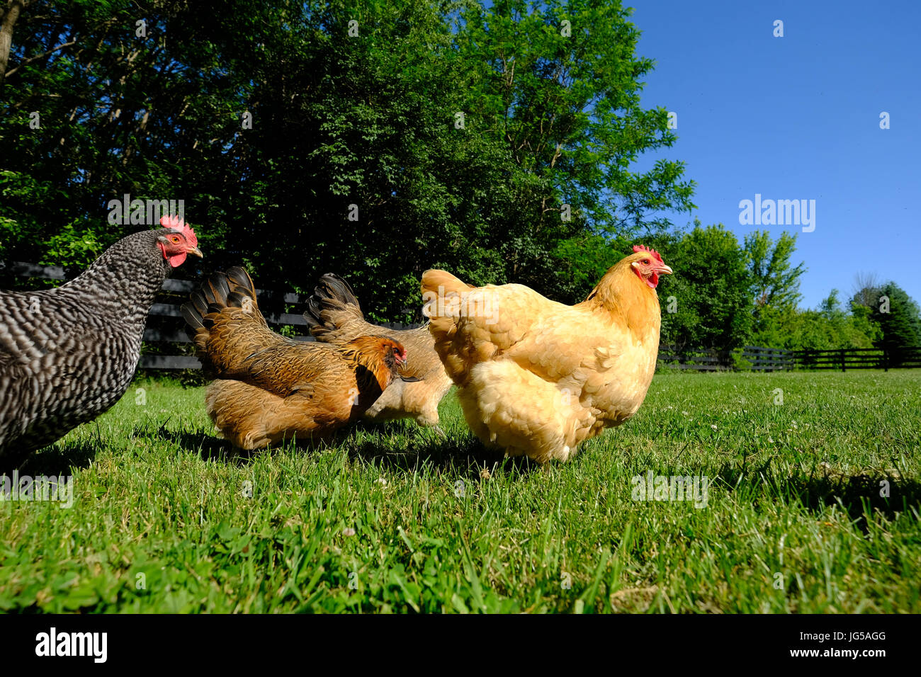 Des poules de basse-cour en liberté dans l'herbe. Banque D'Images