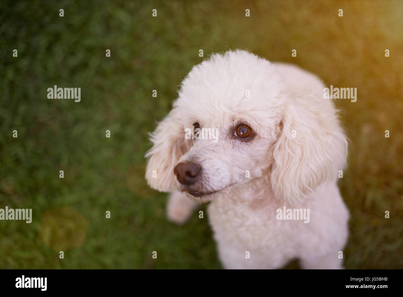 Portrait of cute chien caniche blanc s'asseoir sur l'herbe verte. Portrait de chien pet intérieur libre Banque D'Images