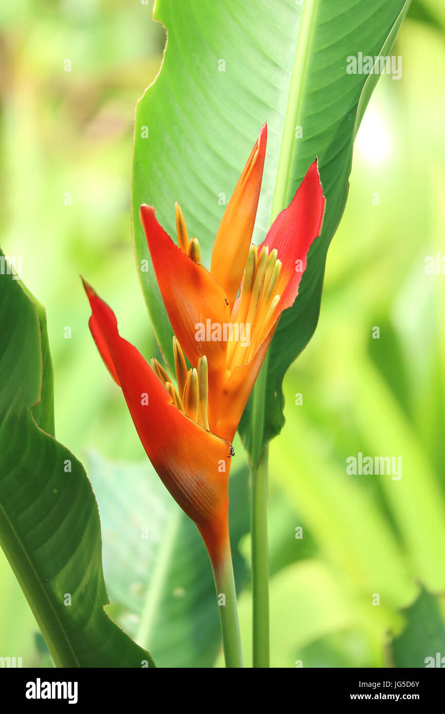 Oiseau de Paradis Orange Fleur parmi les feuilles vertes éclatantes, arrière-plan flou Banque D'Images